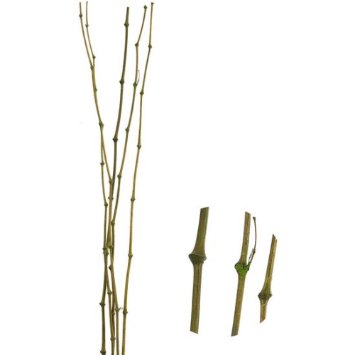 Set of 5 Green Bamboo Rods