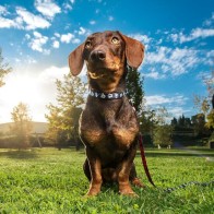 Mickey Black Premium Dog Collar M/L