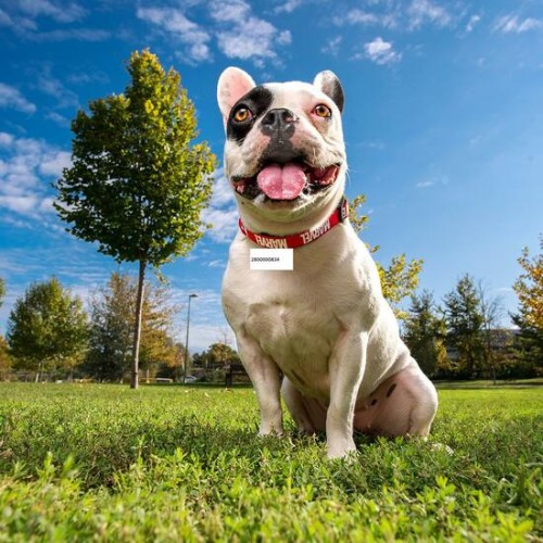 Collar Premium Para Perros XS/S Marvel - Elegante y Duradero