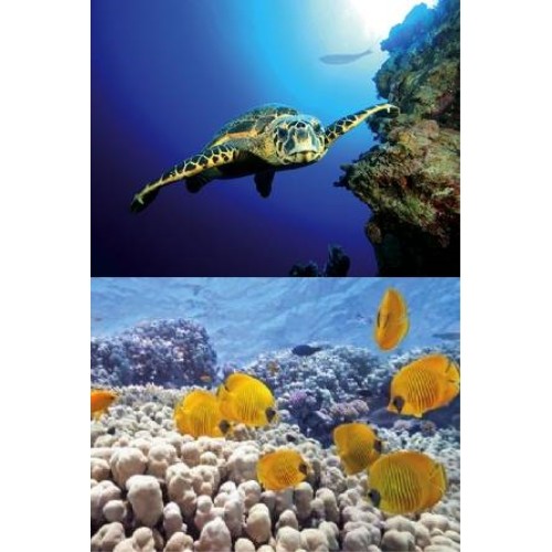 Tetra Decoart Turtle Reef Panel for Aquarium Decoration