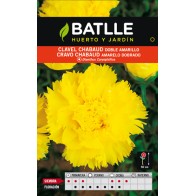 Clavel Chabaud Doble Amarillo Sobre para Jardines