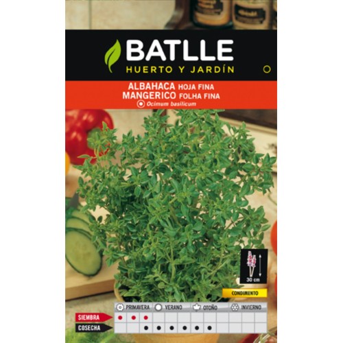 Fine Leaf Basil Annual