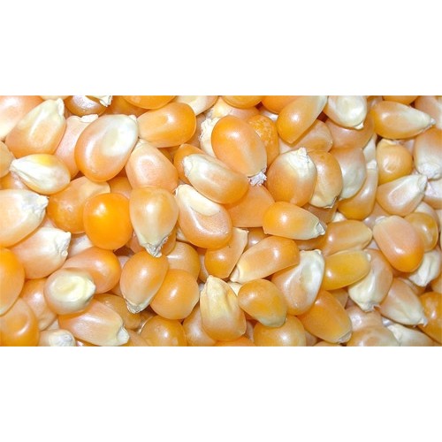 Prodac Corn 5 Kg for Pets