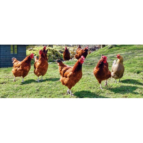 Gránulo para Gallinas Ponedoras 25 Kg
