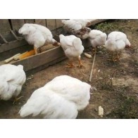 Pienso Pollos Engorde Granulado 25 Kg