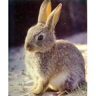 Unique Rabbit Food 25 Kg