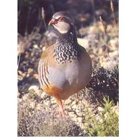 Maintenance Pheasant Feed 25kg Quality Nutrition