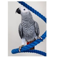 Psittacus Pienso Alta Energía 800 Gr.