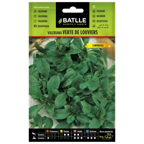 Valerian Herb from Louviers
