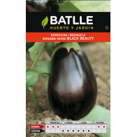Black Beauty Round Eggplant Stunning Annual Vegetable Plant