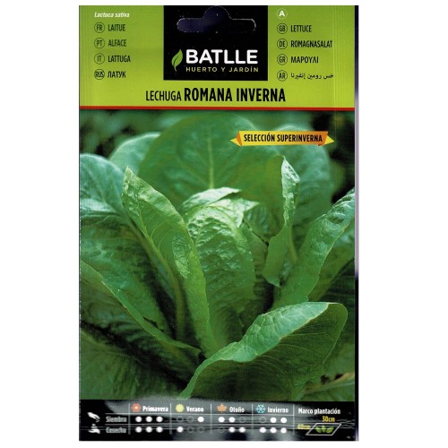 Inverna S.superinverna Lettuce