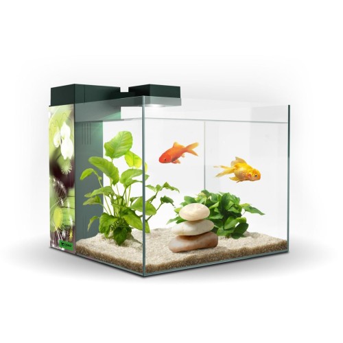 Zeneo 30 Aquarium Obsession Design