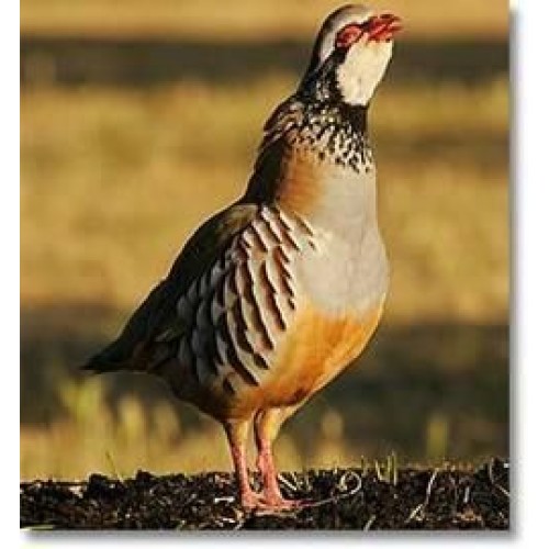 Complete Feed for Partridges 25 Kg