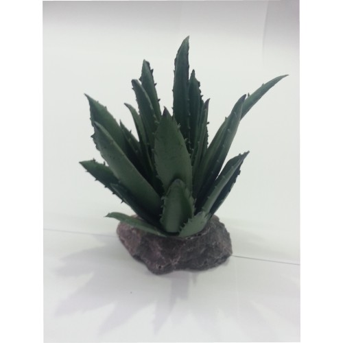 Cactus Sierra Madre 12cm
