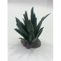 Cactus Sierra Madre 12cm