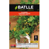 Cilantro Coriandrum Sativun.