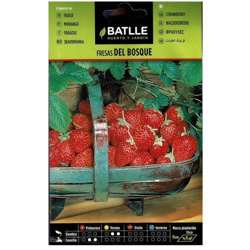 Planta de Fresas de Bosque
