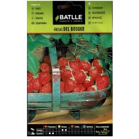 Wild Strawberries Plant