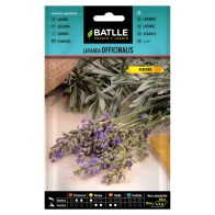Lavender Officinalis Plant