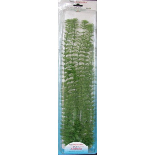 Aquatic Ambulia Plus Plant for Aquariums