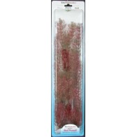 Foxtail Plus Plant (35-38cm)