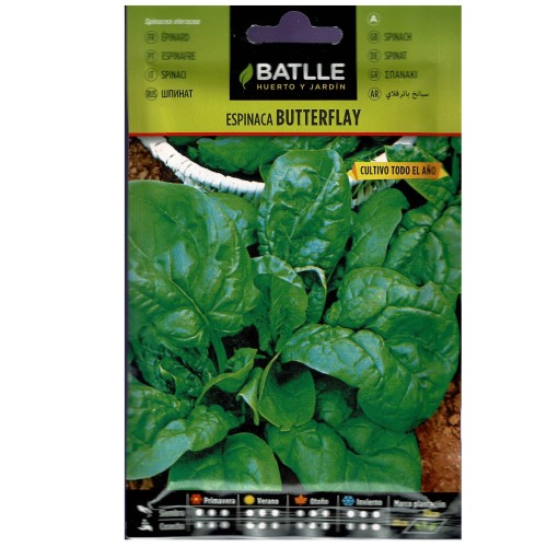 Semillas de Espinaca Butterflay para Crecimiento Todo el Año