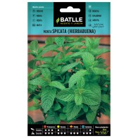 Menta Spicata (hierbabuena) Sobre
