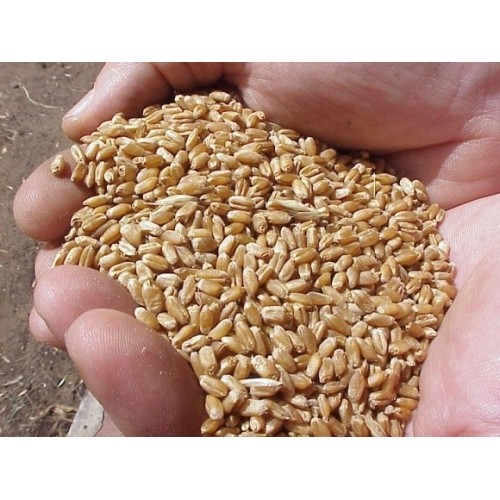 25 Kg Wheat for Birds