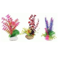 Rock Plant 20 Cm