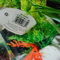 Rock Plant 20 Cm