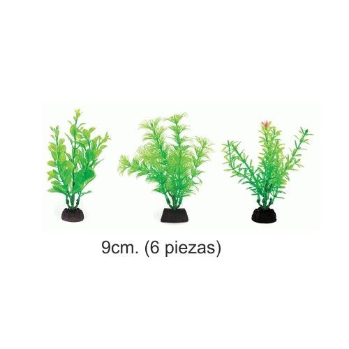 Planta Aqua Green 9cm 6 Piezas