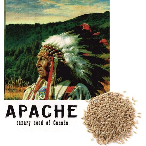 Canada Apache Canary Seed 1 Kg