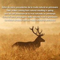 Natural Deer Antler Chew M 40-75 Gr for Dogs