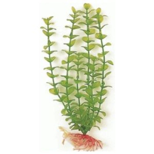 Planta Acuario Bacopa Verde 20 Cm