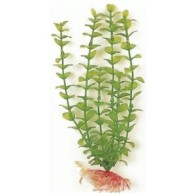 Planta Acuario Bacopa Verde 20 Cm