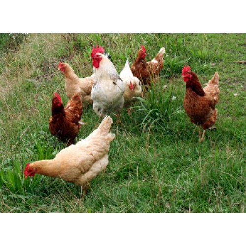 Alimento para Aves de Corral 35 Kg para Nutrición Óptima