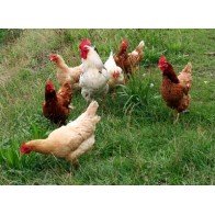 Alimento para Aves de Corral 35 Kg para Nutrición Óptima