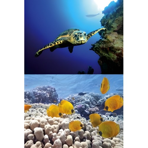 Tetra Decoart Turtle & Reef Laminate - Aquarium Decoration