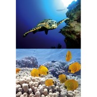 Tetra Decoart Lamina Tortuga&arrecife - Decoración de Acuario