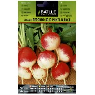Red Round White Tip Radish Seeds - Easy to Grow