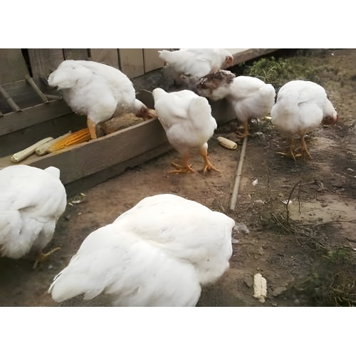 Herben Granulated Chicken Feed for Fattening