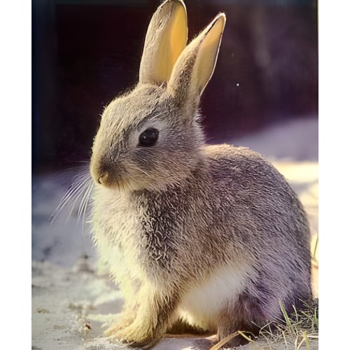 Unique Rabbit Feed 25 Kg - Premium Nutrition