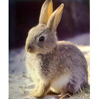 Pienso Único para Conejos 25 Kg - Nutrición Premium