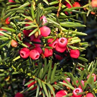 Repelente de Serpientes Mugal 1L - Protección Natural para el Exterior