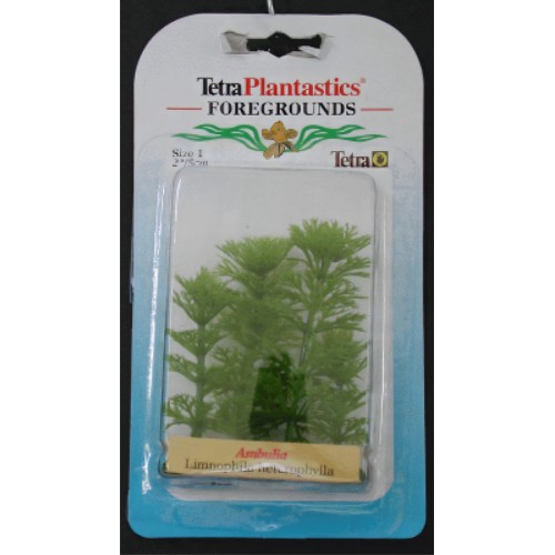 Ambulia Foreground Plant - Perfect for Aquariums