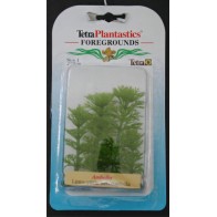 Ambulia Foreground Plant - Perfect for Aquariums