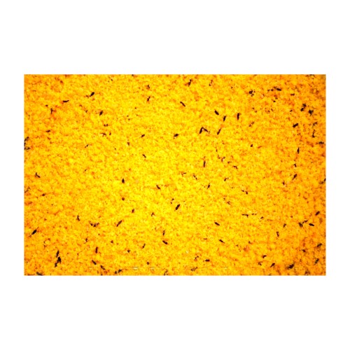 Raff Holland Breeding Paste 300g