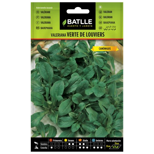 Valeriana Verte De Louviers - Planta Perenne Resistente