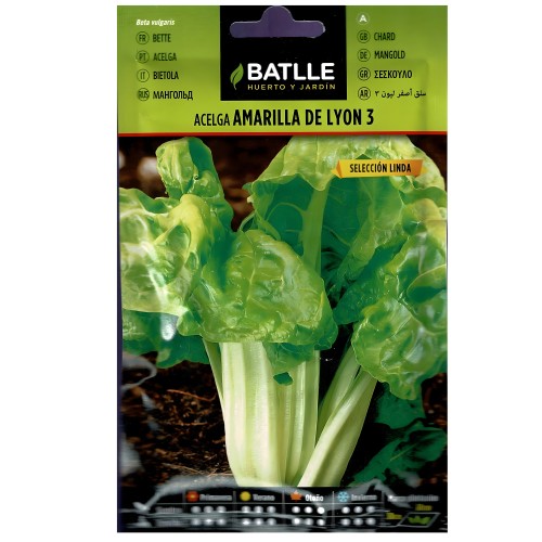 Swiss Chard Yellow Lyon Seeds - Easy to Grow