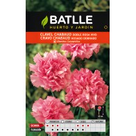 Semillas de Clavel Gigante Rosa